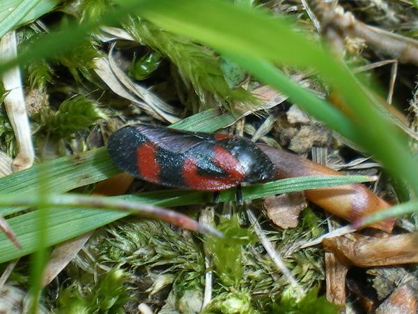 Haematoloma dorsatum